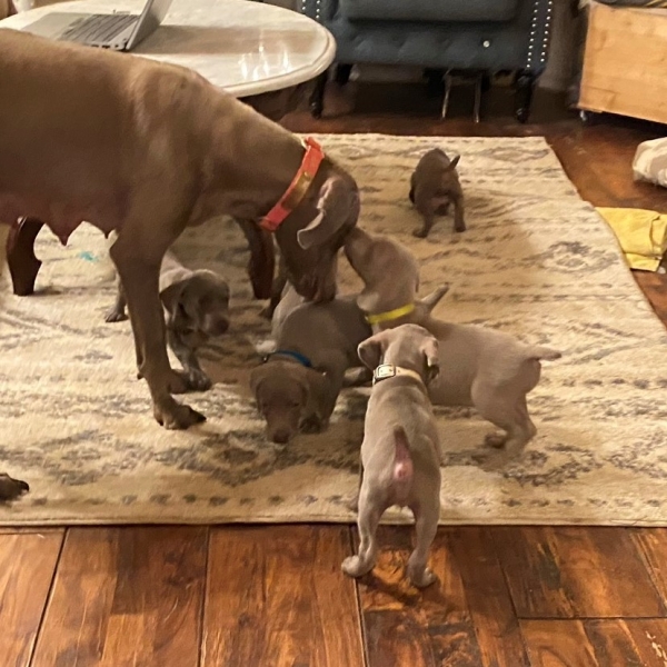 www.barrettweimaraners.com_Pax-Luna_2021-10-11_Day_44_06