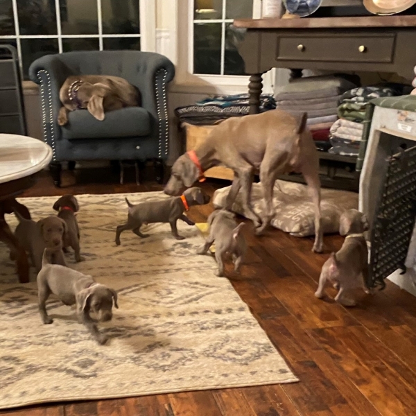 www.barrettweimaraners.com_Pax-Luna_2021-10-11_Day_44_07