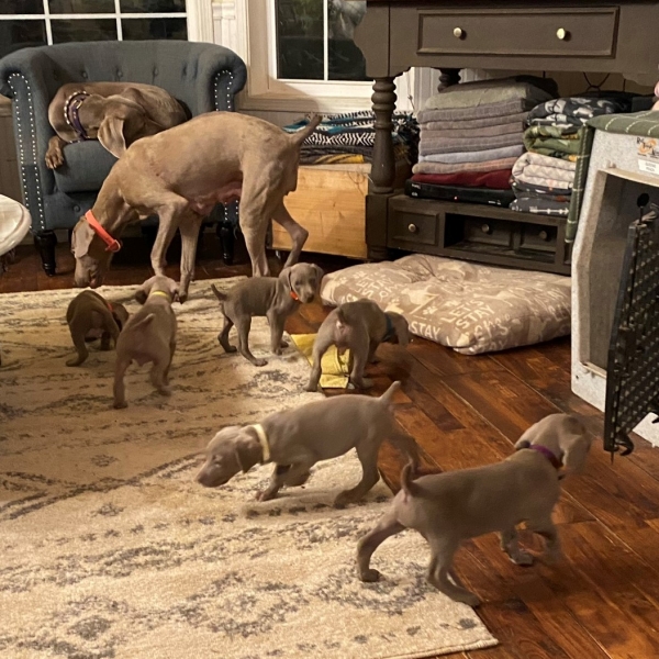 www.barrettweimaraners.com_Pax-Luna_2021-10-11_Day_44_08