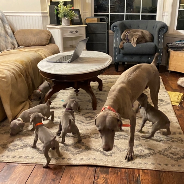 www.barrettweimaraners.com_Pax-Luna_2021-10-11_Day_44_09