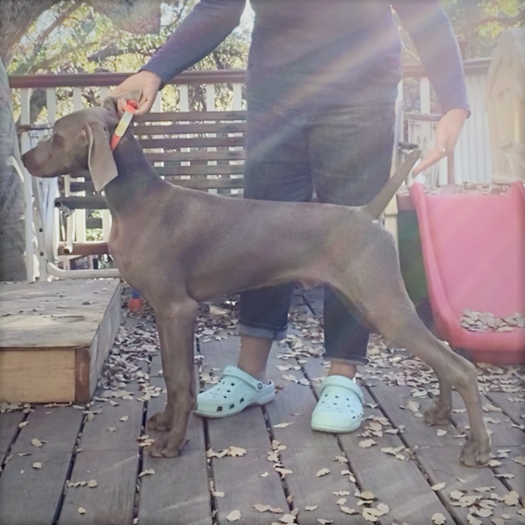 www.barrettweimaraners.com_2021-11-05_Grit