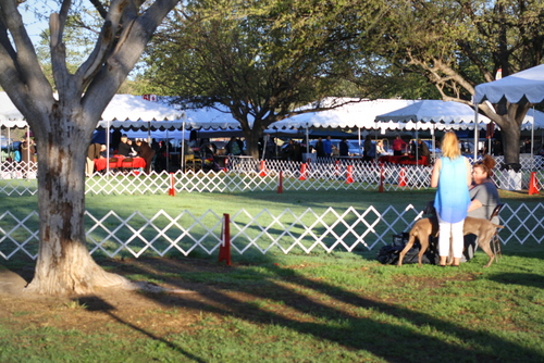 www.barrettweimaraners.com - Bates Nut Farm Dog Shows - March 2014 - 001
