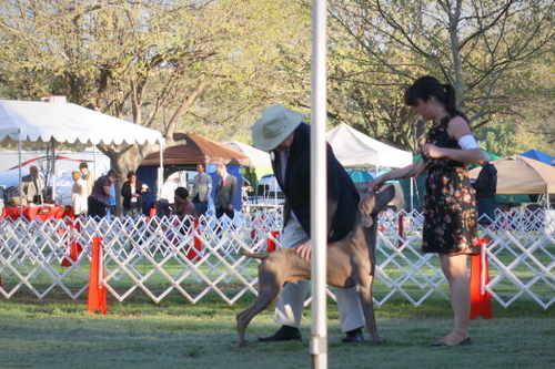 www.barrettweimaraners.com - Bates Nut Farm Dog Shows - March 2014 - 003