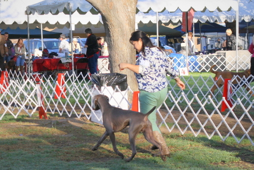 www.barrettweimaraners.com - Bates Nut Farm Dog Shows - March 2014 - 004