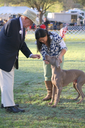 www.barrettweimaraners.com - Bates Nut Farm Dog Shows - March 2014 - 005