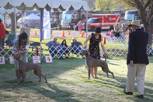 www.barrettweimaraners.com - Bates Nut Farm Dog Shows - March 2014 - 007