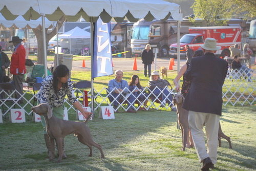 www.barrettweimaraners.com - Bates Nut Farm Dog Shows - March 2014 - 008