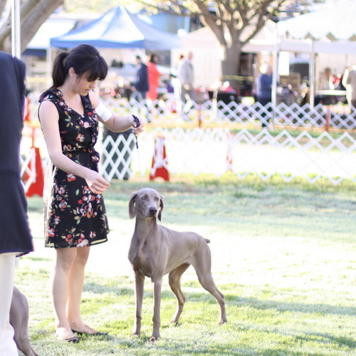 www.barrettweimaraners.com - Bates Nut Farm Dog Shows - March 2014 - 009