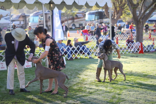 www.barrettweimaraners.com - Bates Nut Farm Dog Shows - March 2014 - 010
