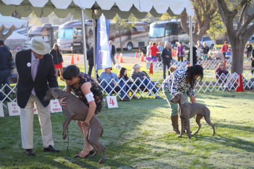 www.barrettweimaraners.com - Bates Nut Farm Dog Shows - March 2014 - 011