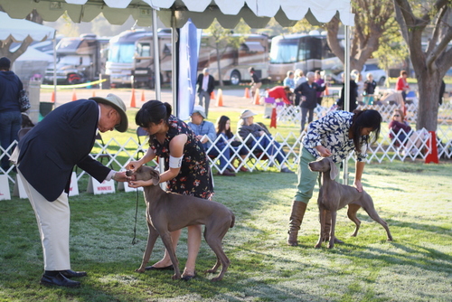 www.barrettweimaraners.com - Bates Nut Farm Dog Shows - March 2014 - 012