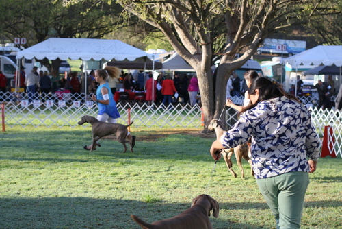 www.barrettweimaraners.com - Bates Nut Farm Dog Shows - March 2014 - 013